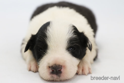 成約済の神奈川県のボーダーコリー-292342の8枚目